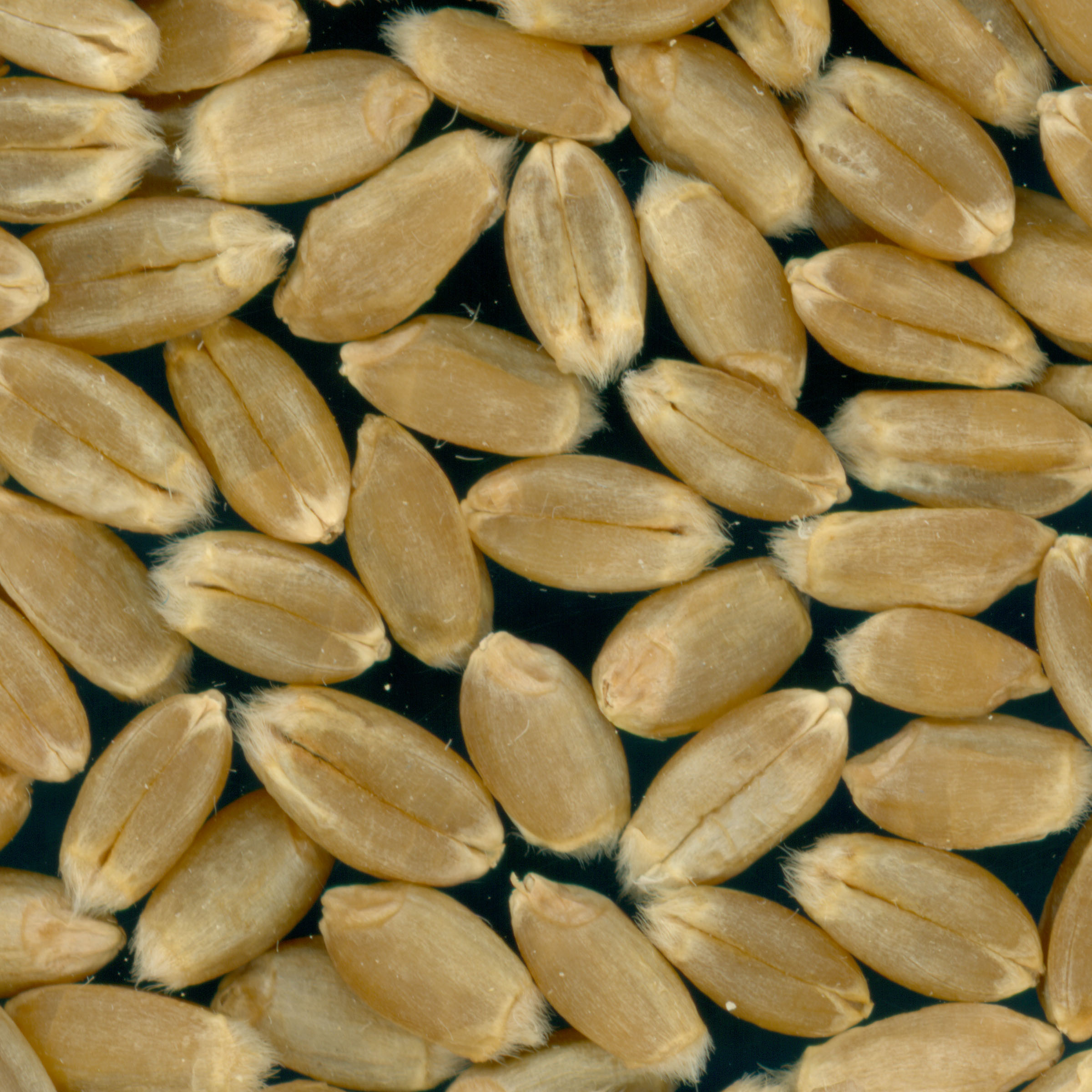 KERNELS